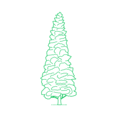 Plants Bald Cypresses Pond Cypress Sticker Outline Svg File, Free Vectors File